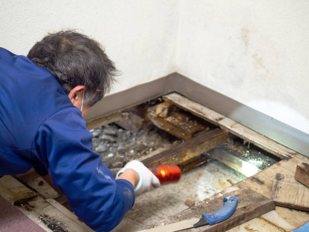 Best Black Mold Removal  in Potosi, MO