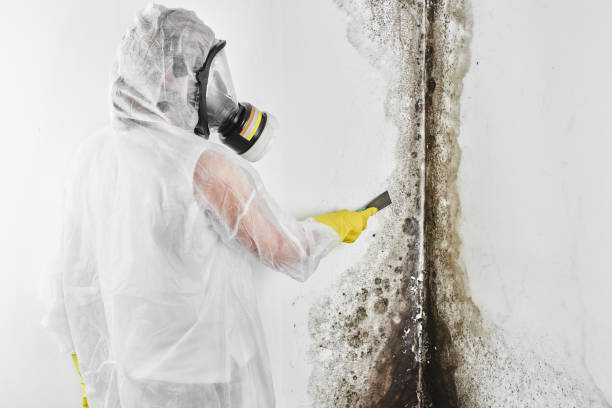 Best Black Mold Removal  in Potosi, MO