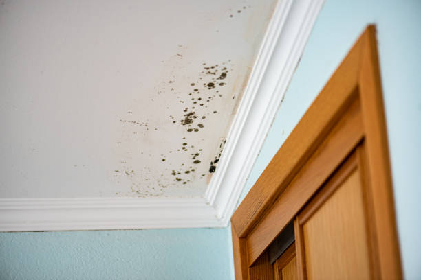 Professional Mold Removal in Potosi, MO